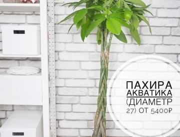 Крупномерные растения в нашем ассортименте! 